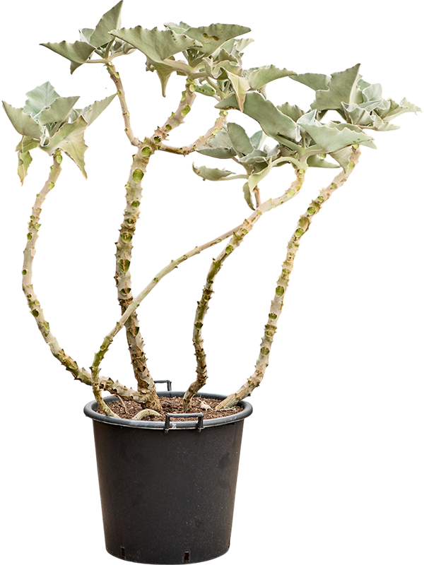 Каланхоэ бехарское (бехаренсис) 55/170 (Nieuwkoop Europe) 40280 - фото 100924