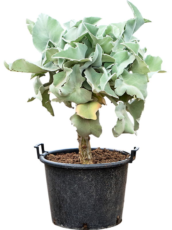 Каланхоэ бехарское (бехаренсис) 49/100 (Nieuwkoop Europe) 40281 - фото 100925