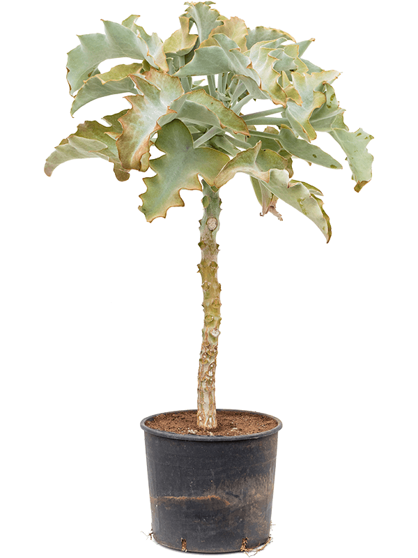 Каланхоэ бехарское (бехаренсис) 35/140 (Nieuwkoop Europe) 40282 - фото 100926