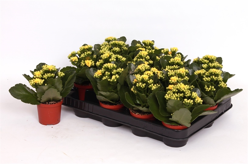 Каланхоэ Розалина "Don Amarillo" жёлтое 7/15 (Nieuwkoop Europe) 40290 - фото 100934