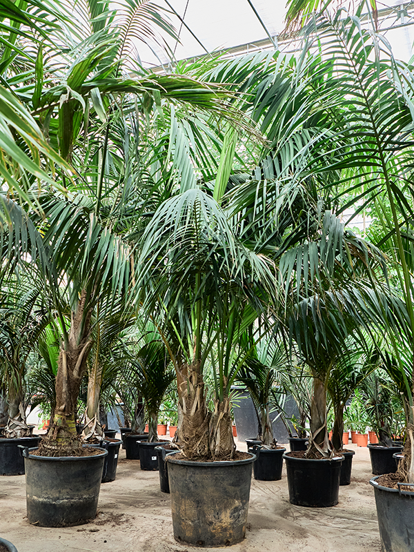 Ховея Форстера (кентия) 60/350 (Nieuwkoop Europe) 40314 - фото 100958