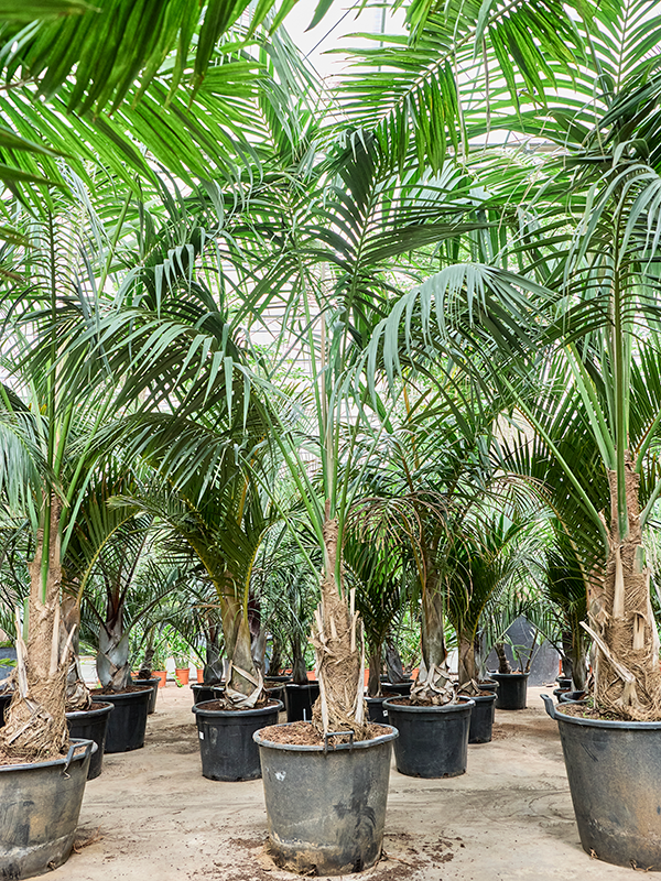 Ховея Форстера (кентия) 65/340 (Nieuwkoop Europe) 40315 - фото 100959