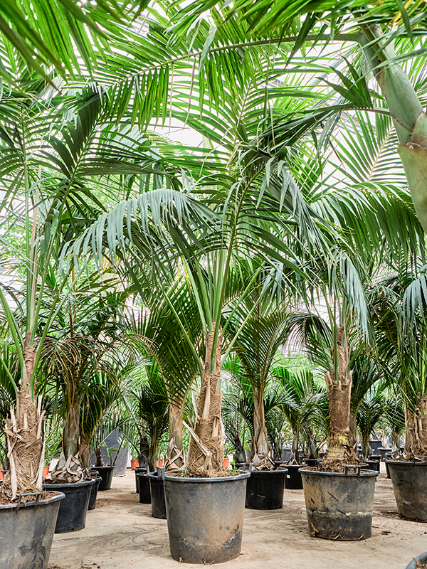 Ховея Форстера (кентия) 62/390 (Nieuwkoop Europe) 40316 - фото 100960