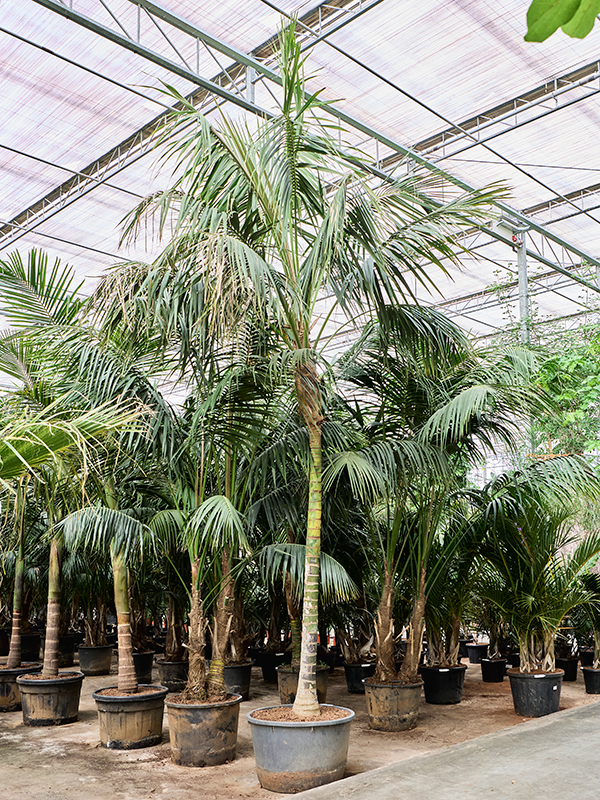 Ховея Форстера (кентия) 85/625 (Nieuwkoop Europe) 40319 - фото 100963