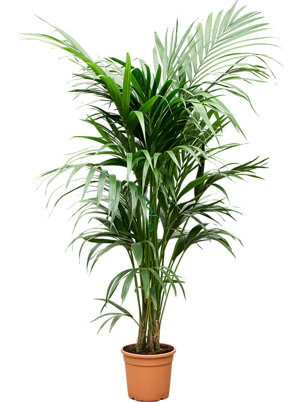 Ховея Форстера (кентия) 27/170 (Nieuwkoop Europe) 40320 - фото 100964