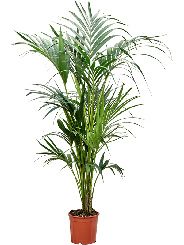 Ховея Форстера (кентия) 21/130 (Nieuwkoop Europe) 40321 - фото 100965