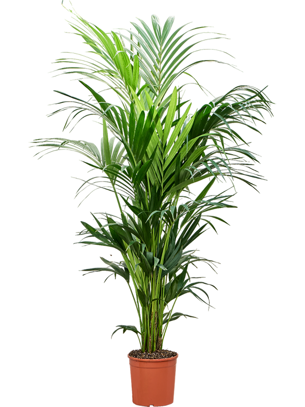 Ховея Форстера (кентия) 25/170 (Nieuwkoop Europe) 40322 - фото 100966