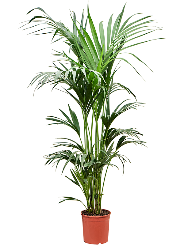 Ховея Форстера (кентия) 23/170 (Nieuwkoop Europe) 40323 - фото 100967