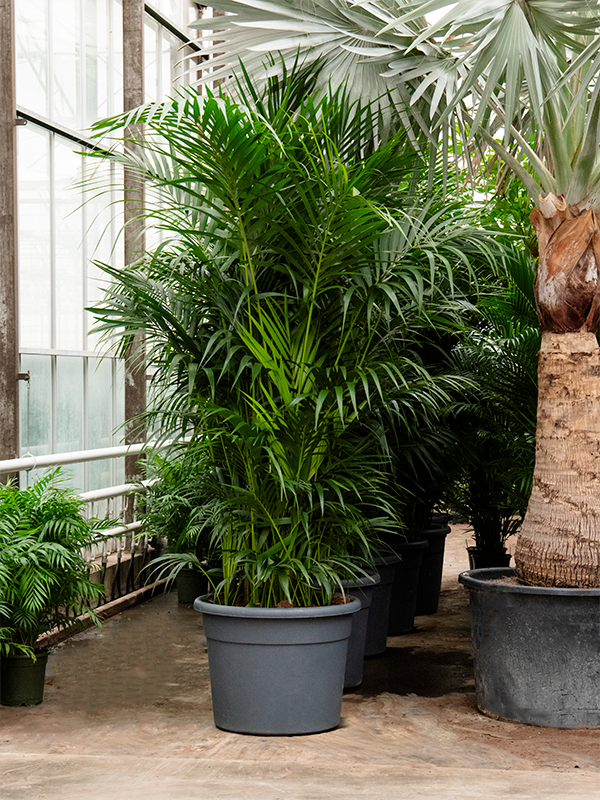 Ховея Форстера (кентия) 75/300 (Nieuwkoop Europe) 40326 - фото 100970