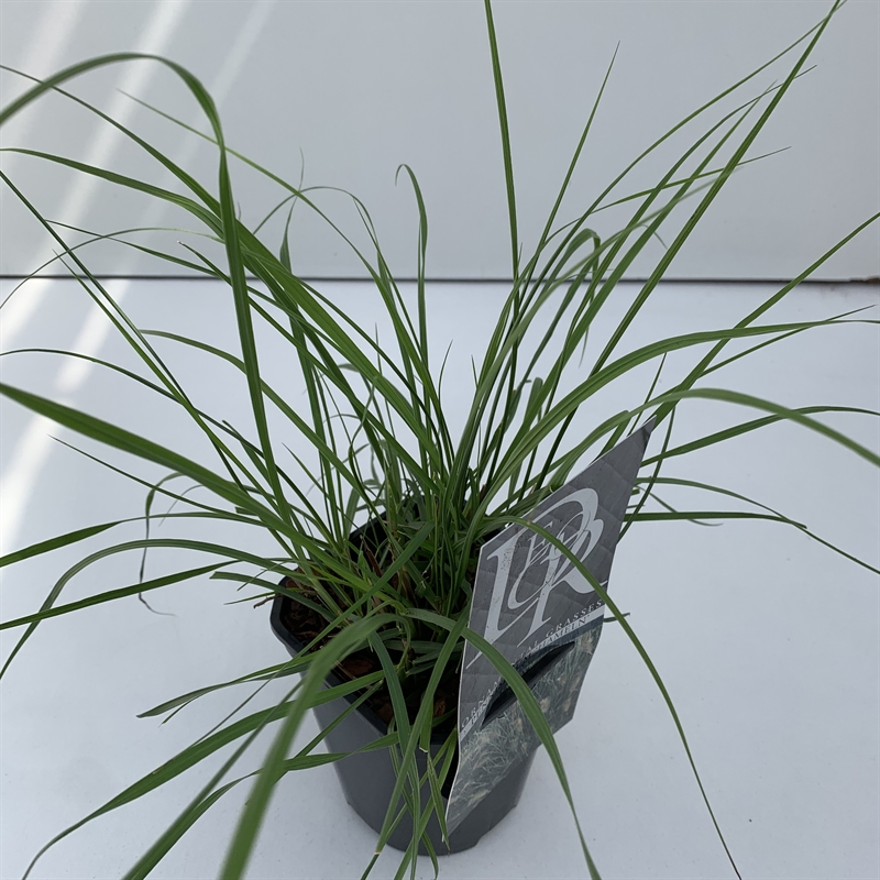 Перистощетинник лисохвостный (пеннисетум лисохвостовый) "Hameln" 13/25 (Nieuwkoop Europe) 40328 - фото 100972