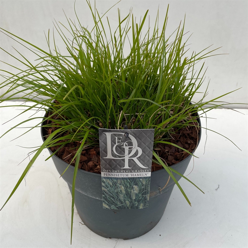Перистощетинник лисохвостный (пеннисетум лисохвостовый) "Hameln" 29/70 (Nieuwkoop Europe) 40329 - фото 100973