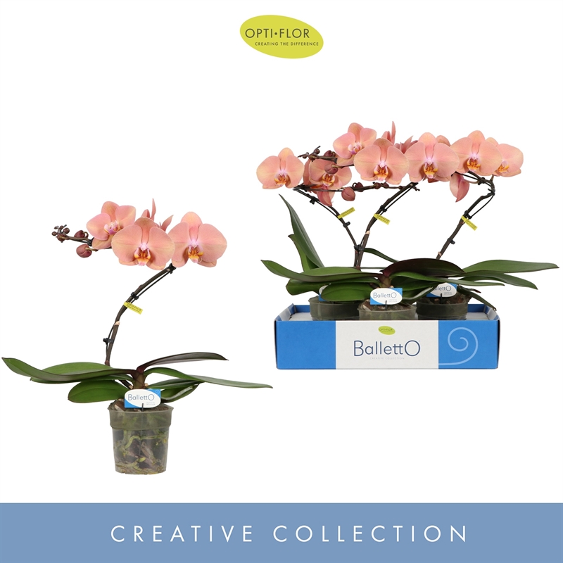 Фаленопсис "Balletto Sway" одна ветка оранжевый 12/45 (Nieuwkoop Europe) 40332 - фото 100976