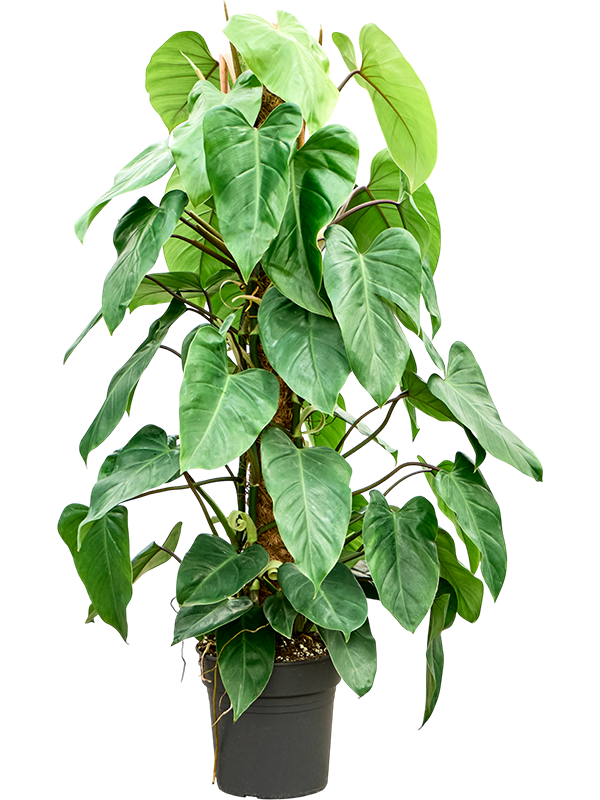 Филодендрон "Emerald Queen" 24/120 (Nieuwkoop Europe) 40339 - фото 100983