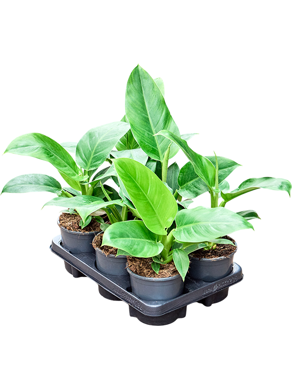 Филодендрон "Imperial Green" 12/35 (Nieuwkoop Europe) 40343 - фото 100987