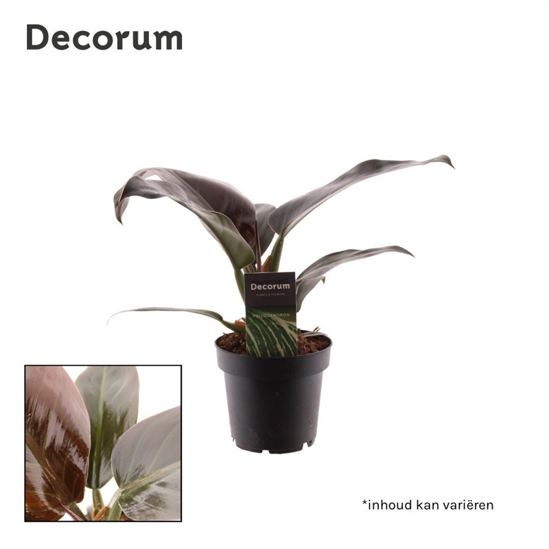 Филодендрон "Imperial Red" 12/30 (Nieuwkoop Europe) 40344 - фото 100988