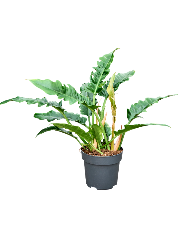 Филодендрон "Narrow" 19/60 (Nieuwkoop Europe) 40347 - фото 100991