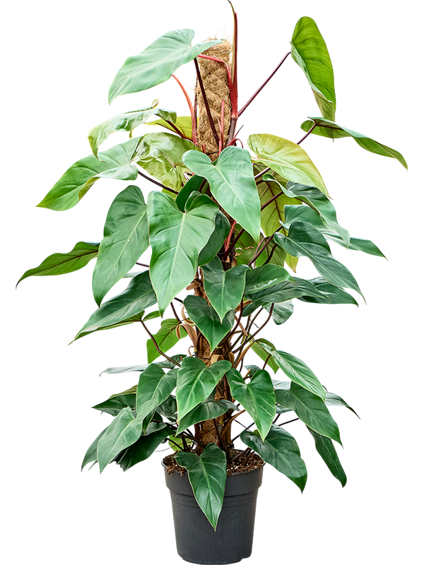 Филодендрон "Red Emerald" 24/120 (Nieuwkoop Europe) 40355 - фото 100999