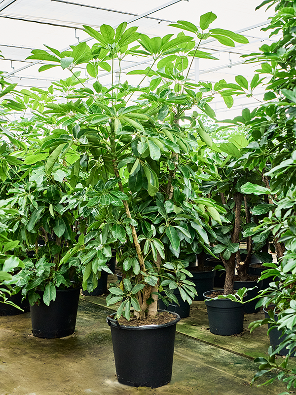 Шеффлера лучелистная "Amate" 50/260 (Nieuwkoop Europe) 40361 - фото 101005