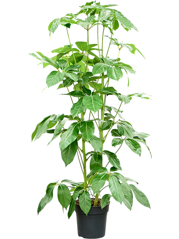 Шеффлера лучелистная "Amate" 27/150 (Nieuwkoop Europe) 40363 - фото 101007