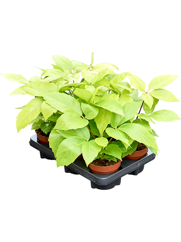 Шеффлера лучелистная "Golden Amate" 12/30 (Nieuwkoop Europe) 40364 - фото 101008