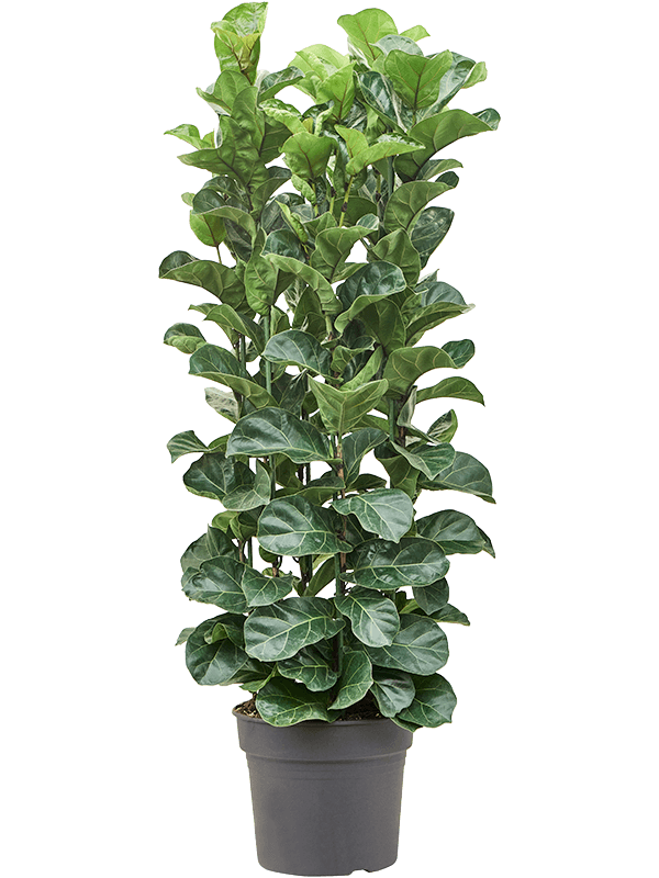 Фикус лировидный (лирата) "Bambino" пучок 38/220 (Nieuwkoop Europe) 40377 - фото 101021