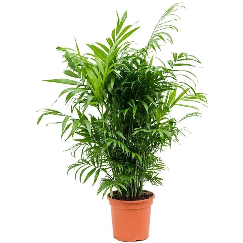 Хамедорея Элеганс 24/90 (GL) 40380 - фото 101024