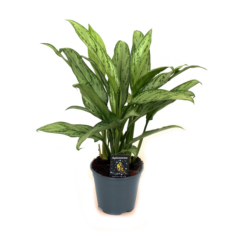 Аглаонема Сильвер Куин 17/50 (GL) 40386 - фото 101031