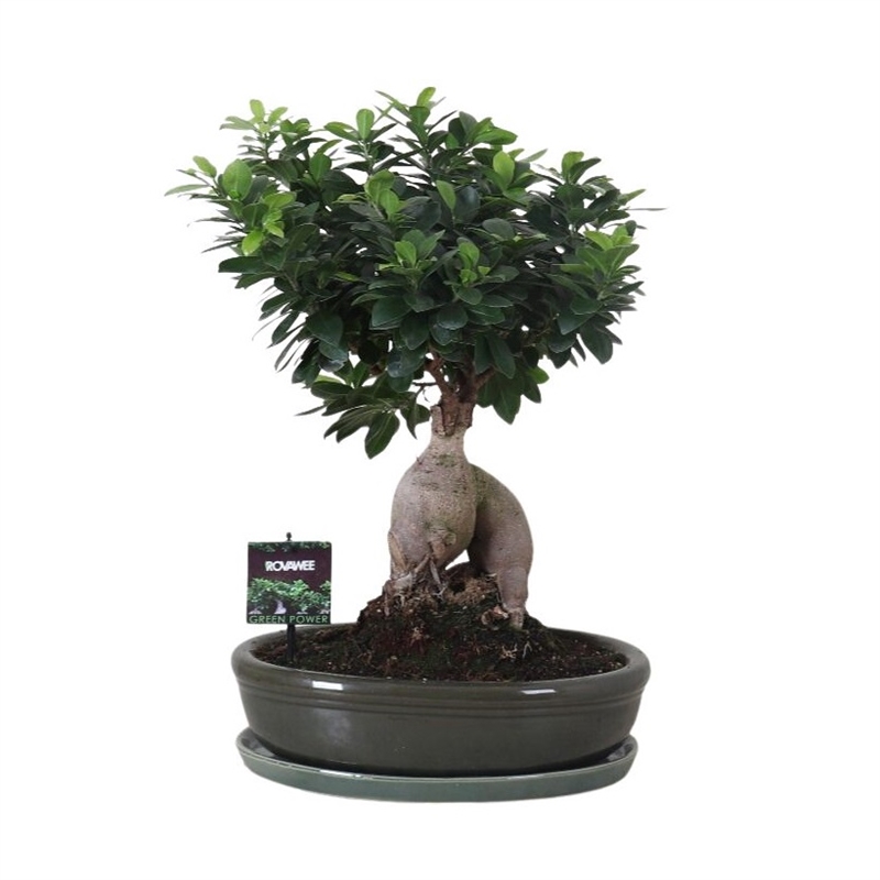 Бонсай фикус микрокарпа в керамике 35/45 (GL) 40392 - фото 101037