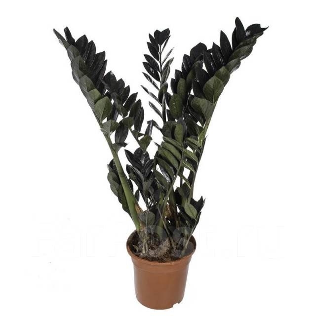 Замиакулькас Равен 17/65 (GL) 40401 - фото 101046