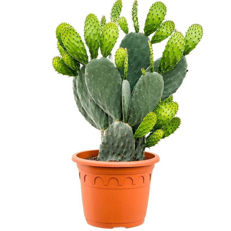 Кактус опунция Индика 35/90 (GL) 40403 - фото 101048