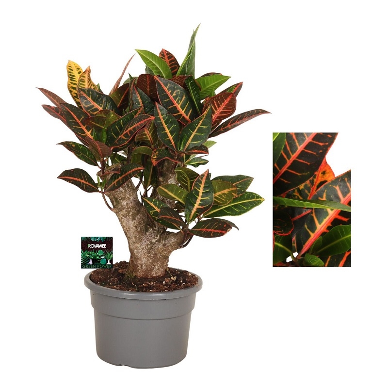 Кодиеум Петра бранч 21/60 (GL) 40404 - фото 101049