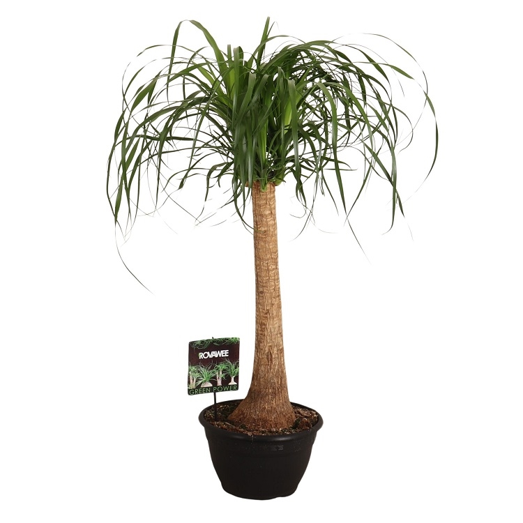 Нолина штамб 30/100 (GL) 40408 - фото 101053