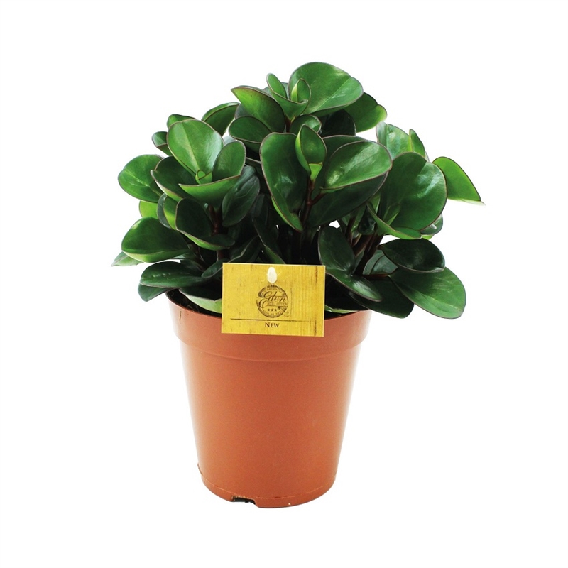 Пеперомия Обтус. Бурнинг Буш 15/25 (GL) 40410 - фото 101055