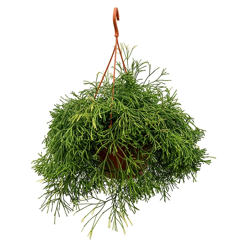 Рипсалис Хетероклада подв 21/40 (GL) 40412 - фото 101057