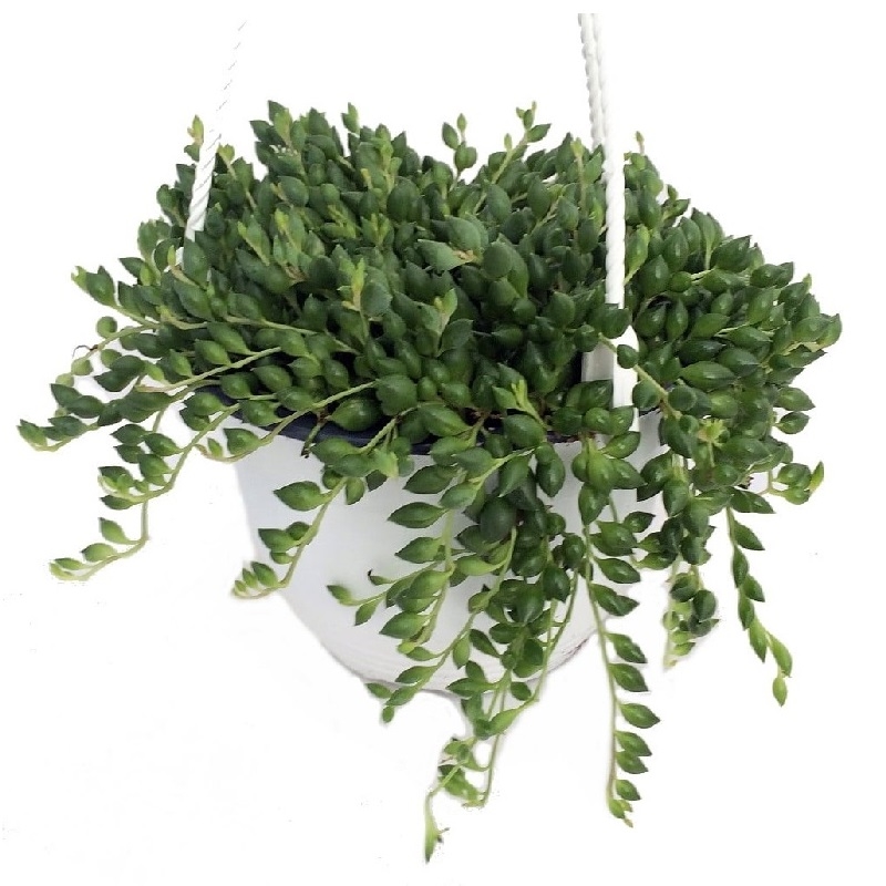 Сенецио херреанус 14/20 (GL) 40415 - фото 101060