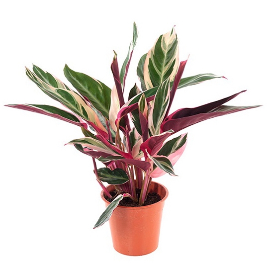 Строманта Триостар 12/35 (GL) 40417 - фото 101062