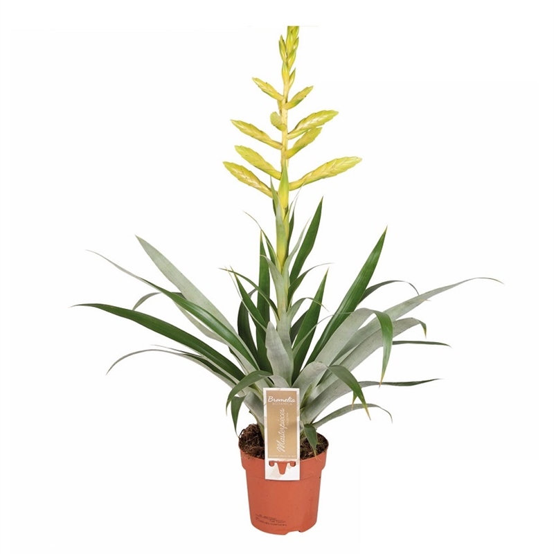 Тилландсия Орстедиана 12/60 (GL) 40419 - фото 101064