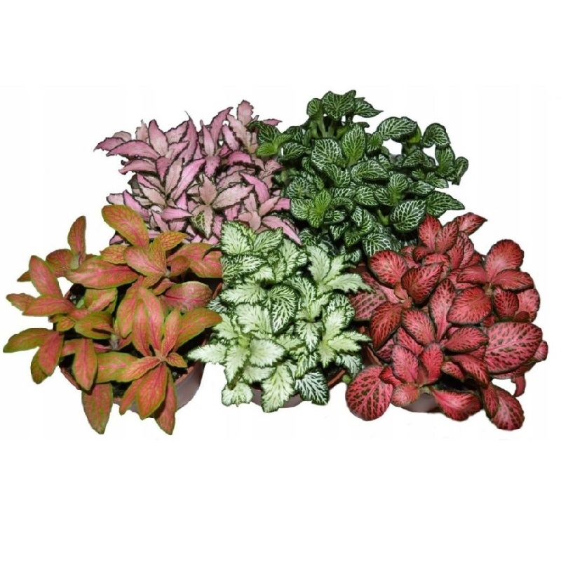 Фиттония ассорти 8/10 (GL) 40426 - фото 101071