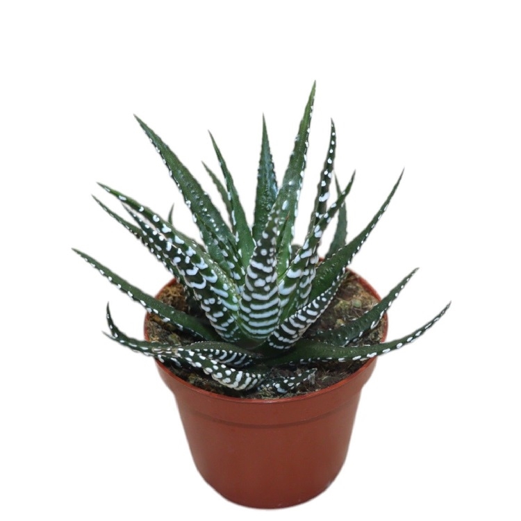 Хавортия Конколор 5/8 (GL) 40427 - фото 101072