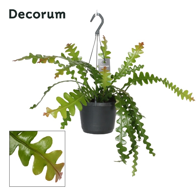 Эпифиллум Ангулер подв. 12/40 (GL) 40434 - фото 101079