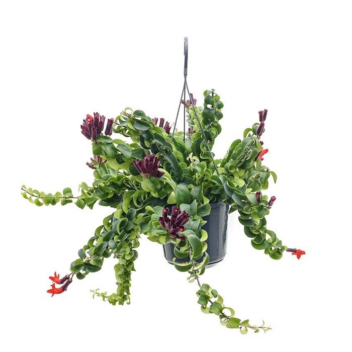 Эсхинантус Твистер 15/40 (GL) 40435 - фото 101080