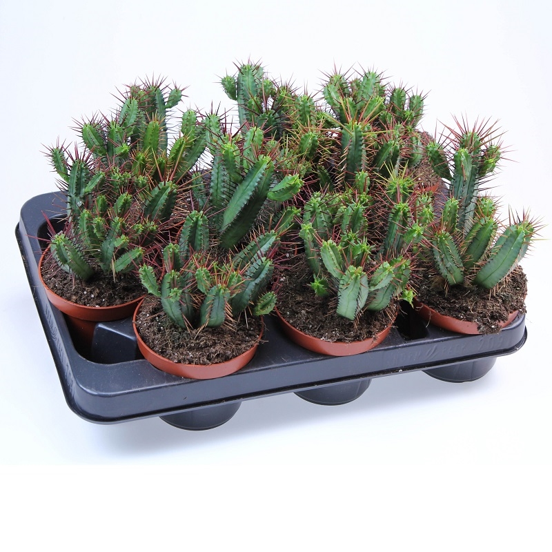 Эуфорбия Пентагона 11/15 (GL) 40437 - фото 101082