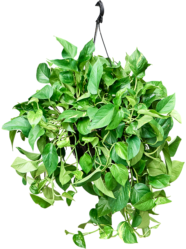 Сциндапсус золотистый 160/25 (эпипремнум ауреум) подвесной (Nieuwkoop Europe) 8192 - фото 101087