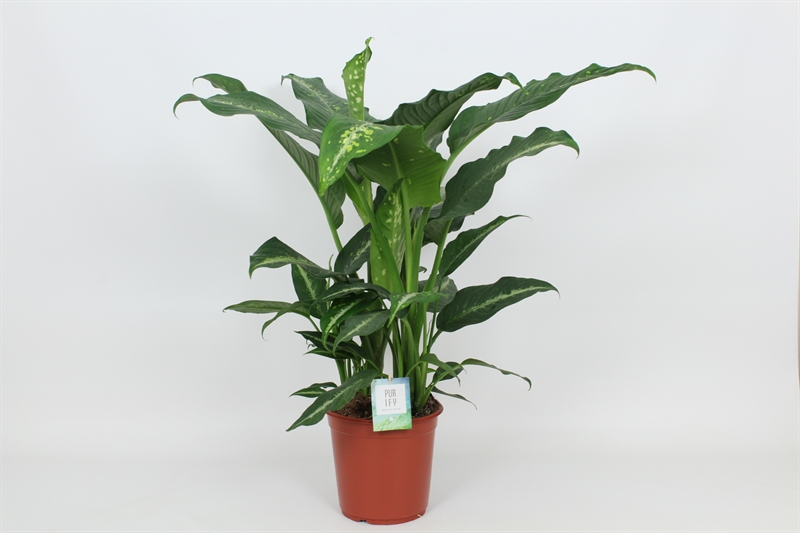 Диффенбахия "Galaxy" 24/90 (Nieuwkoop Europe) 40458 - фото 101125