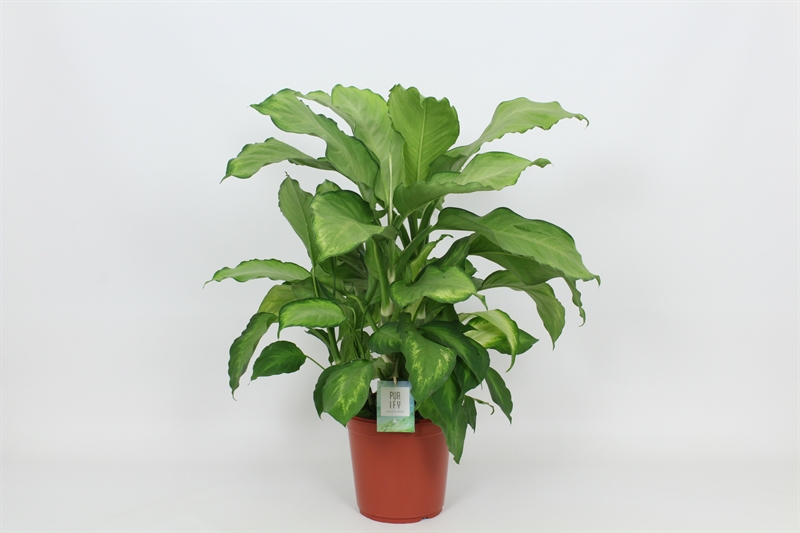 Диффенбахия "Ivory Green" 24/85 (Nieuwkoop Europe) 40460 - фото 101127