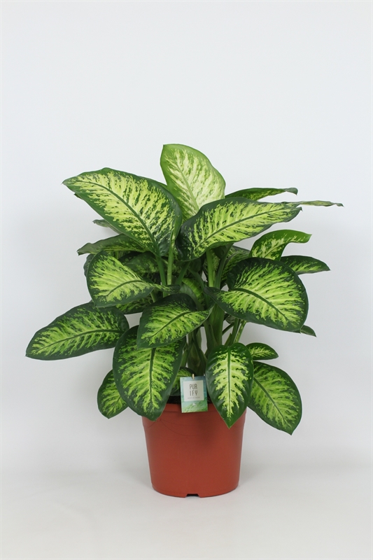 Диффенбахия пятнистая (диффенбахия сегуина) "Lemon Tropic" 35/100 (Nieuwkoop Europe) 40468 - фото 101135