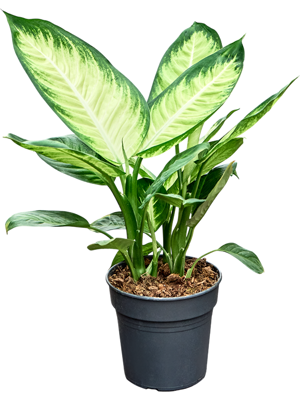 Диффенбахия "Tropic Marianne" 19/55 (Nieuwkoop Europe) 40479 - фото 101146