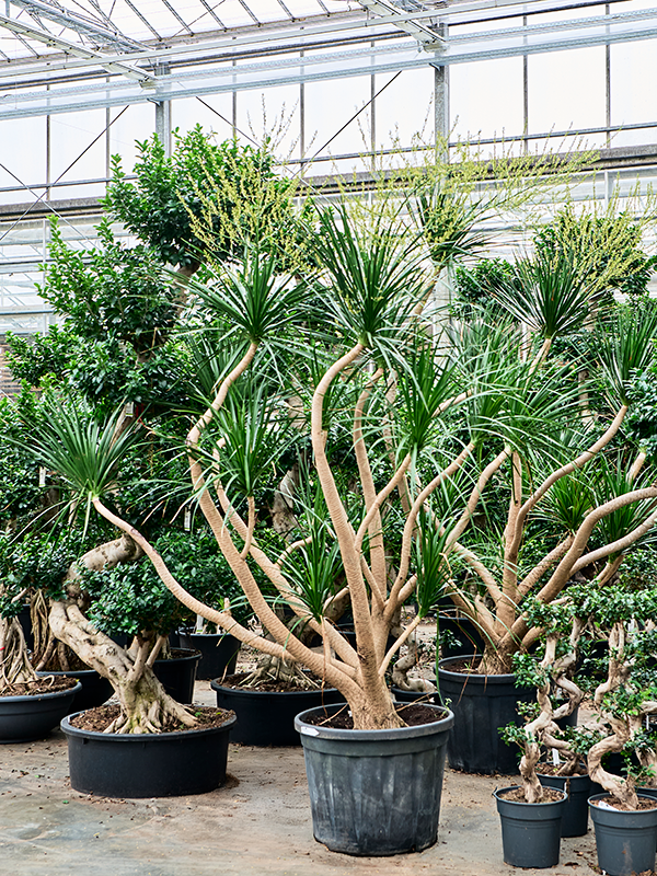 Драцена драконовая (драконово дерево) 67/265 (Nieuwkoop Europe) 40483 - фото 101150