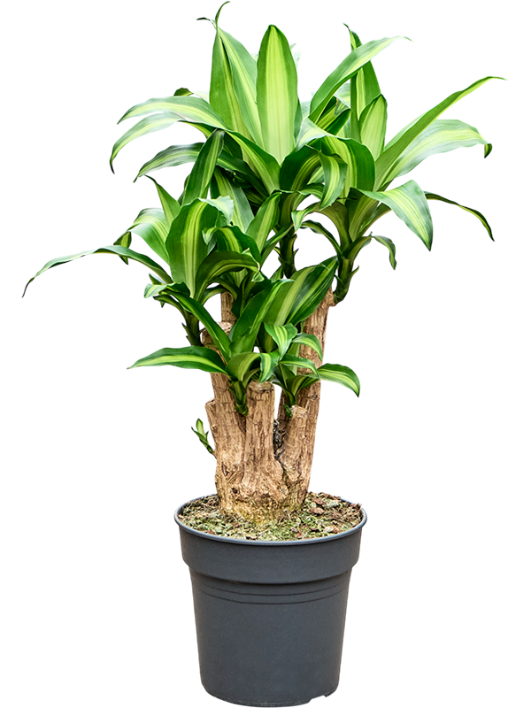 Драцена душистая (фрагранс) "Massangeana" 24/90 (Nieuwkoop Europe) 40491 - фото 101158