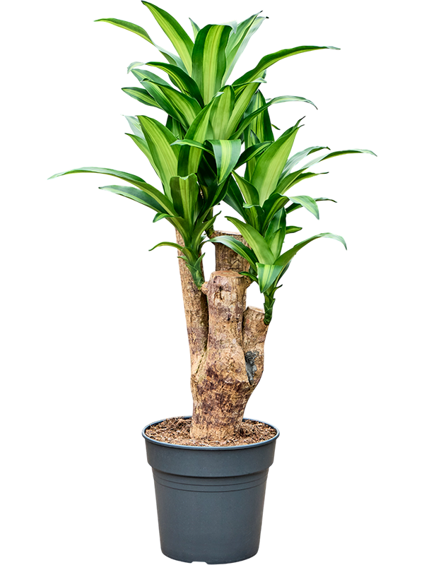 Драцена душистая (фрагранс) "Massangeana" 27/100 (Nieuwkoop Europe) 40492 - фото 101159